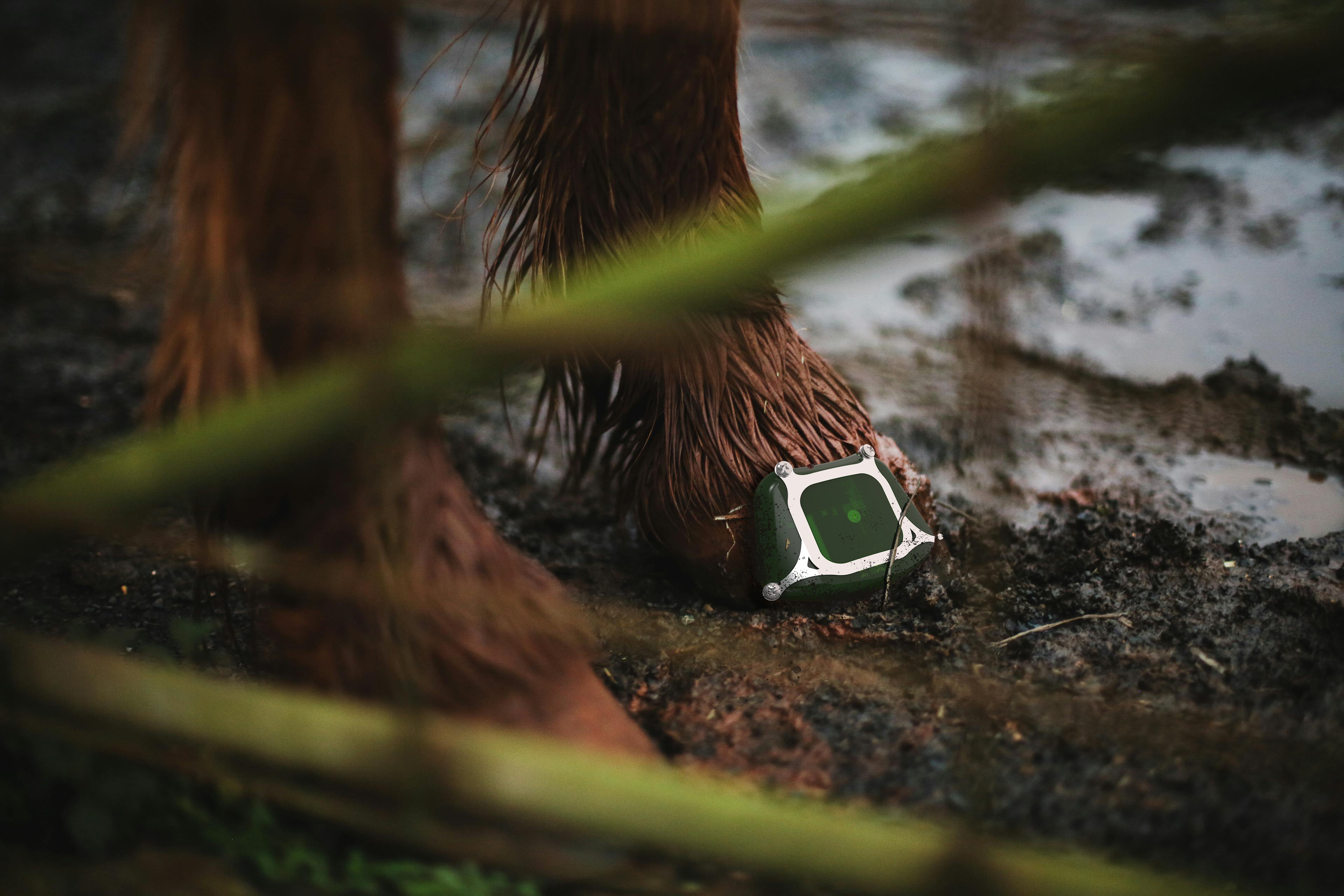 Laminitis research device